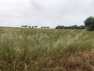 franchissement des hautes herbes